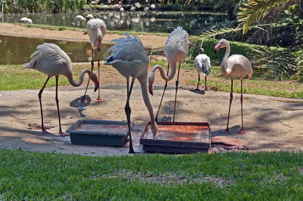 Carribean flamingos grupp lunch — Stockfoto