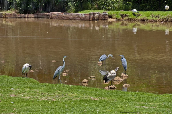 苍鹭和犀鸟在池塘中 — 图库照片