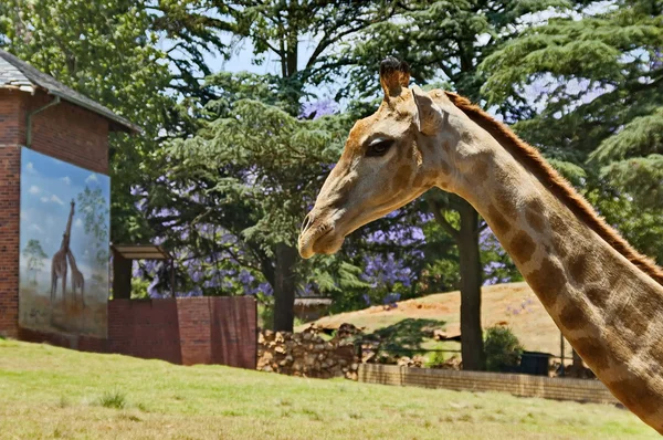 Girafa sul-africana — Fotografia de Stock