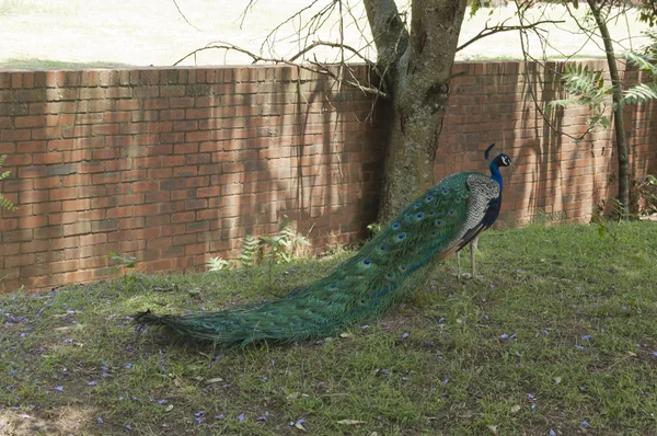 Colored train of male indian Peafowl (peacock) — Stock Photo, Image