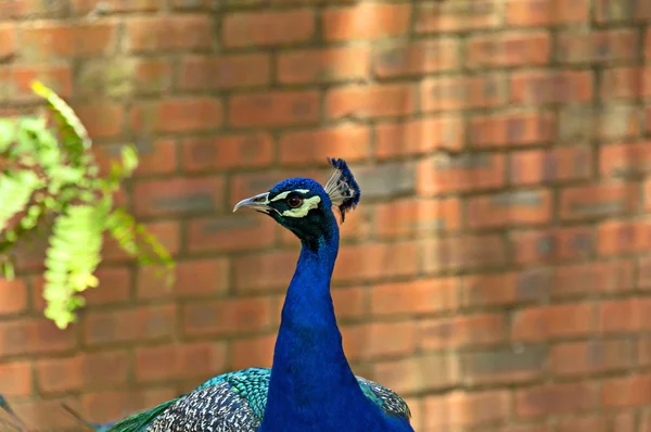 Male indian Peafowl (peacock) — Stock Photo, Image
