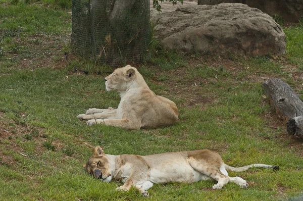 Deux lions se reposent — Photo