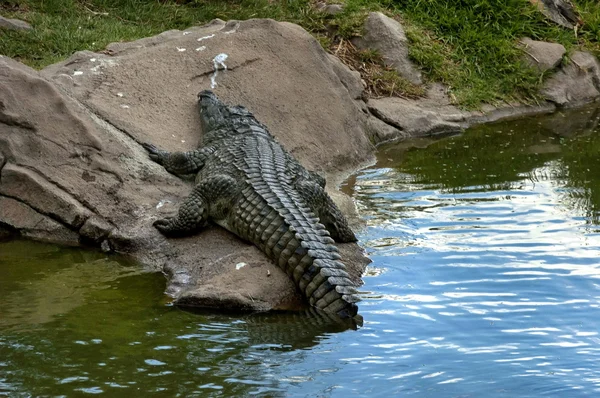 Westafrikanische Krokodile — Stockfoto