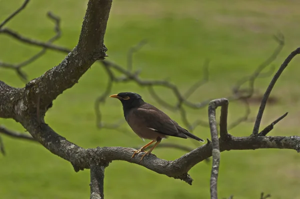 Cape robin-chat fågel — Stockfoto