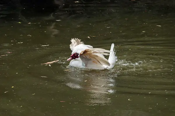 White Muscovy domestic duck — Stock Photo, Image