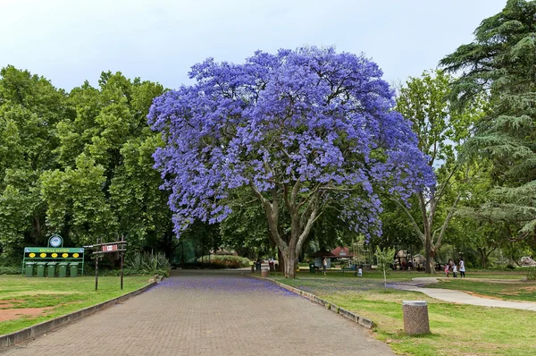 Olhar de passeio de jardim zoológico de Joanesburgo — Fotografia de Stock