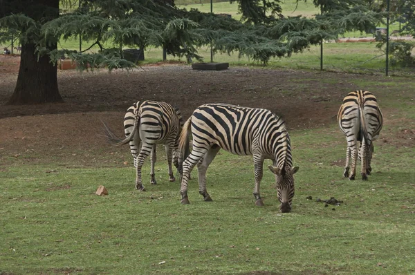 Burchells zebra paszy — Zdjęcie stockowe