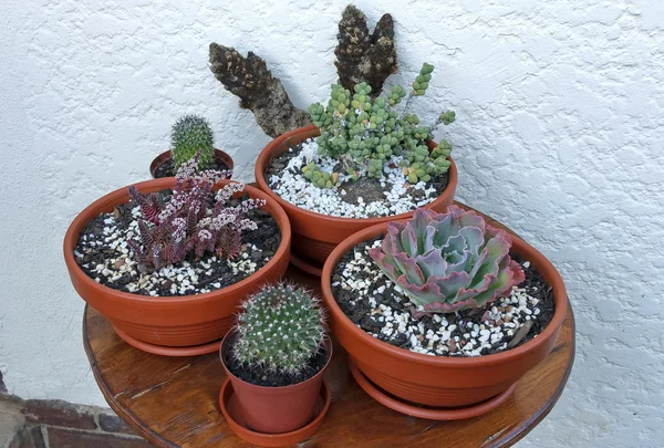 Cactus sammansättning med blomkruka — Stockfoto