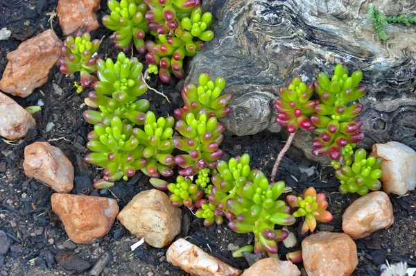 Bella composizione con cactus e pietra — Foto Stock