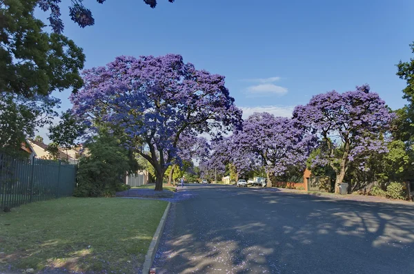 Jacaranda çiçeği bahar — Stok fotoğraf