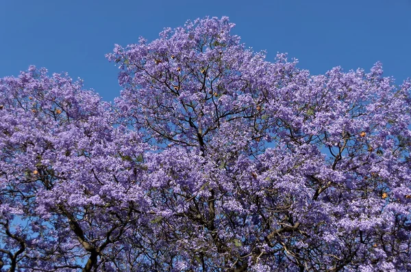 Jacaranda çiçeği arka plan