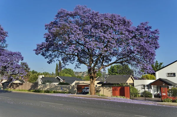 Jacaranda çiçeği bahar — Stok fotoğraf