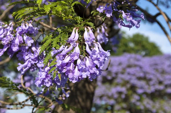 Jacaranda blühen - Blumen Nahaufnahme — Stockfoto