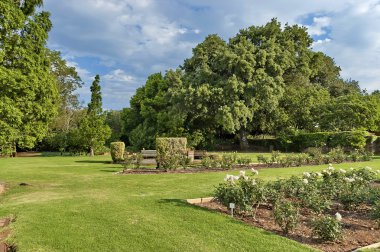 emmarentia Park'taki gül parçası