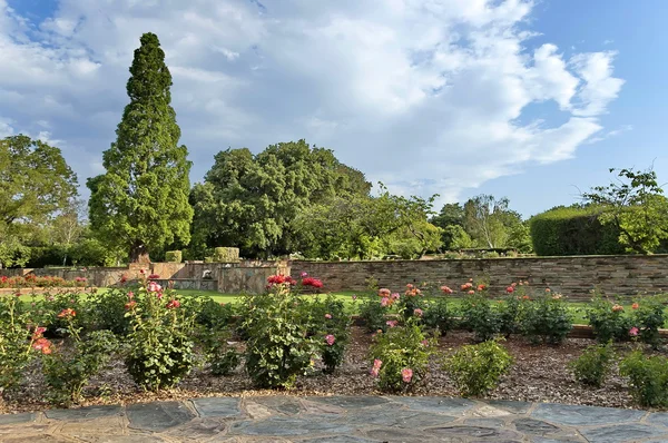 Fragment of rosarium in garden — Stock Photo, Image