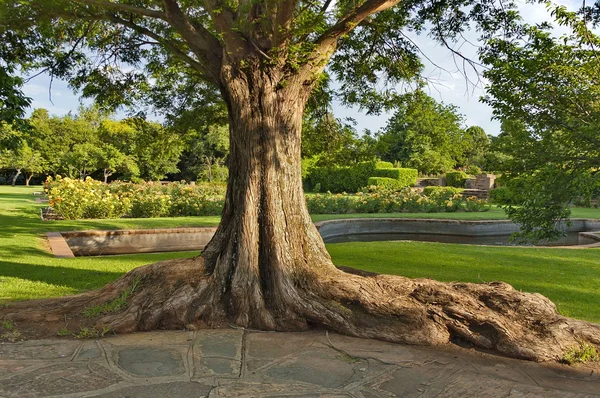 Pień starego drzewa w ogrodzie botanicznym w Johannesburgu — Zdjęcie stockowe