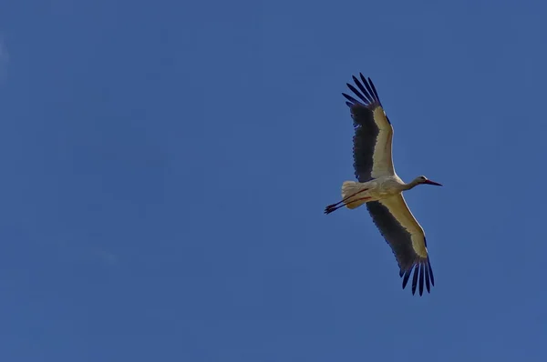 Stork i fluga — Stockfoto