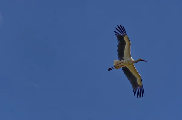 Cicogna in volo — Foto Stock