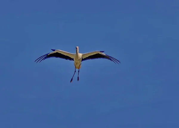 Cigüeña en mosca —  Fotos de Stock