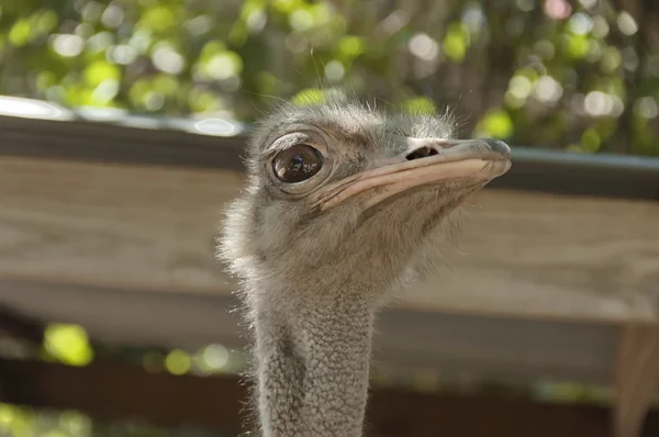 Portrait of ostrich — Stock Photo, Image