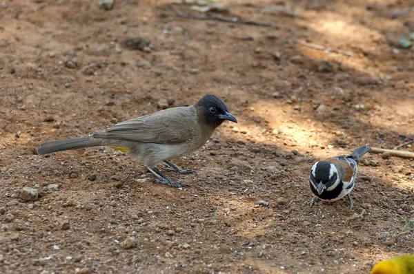 Uccelli sconosciuti nel Parco Nazionale di Pilanesberg — Foto Stock