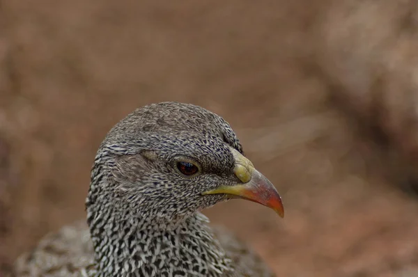 开普 spurfowl 或海角鹧鸪 — 图库照片