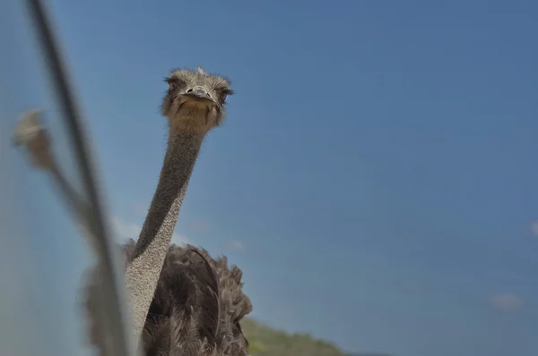 Ostrich (Struthio camelus) in Pilanesberg National Park — Stock Photo, Image