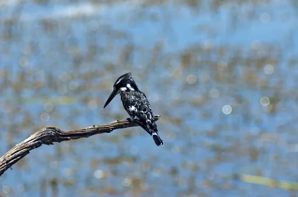 पिलानेसबर्ग नेशनल पार्क में पाइड किंगफिशर (सेरेल रूडिस) पक्षी — स्टॉक फ़ोटो, इमेज