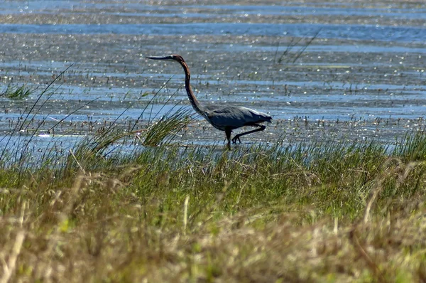 Αφρικανική ακοντιστής ή snakebird — Φωτογραφία Αρχείου