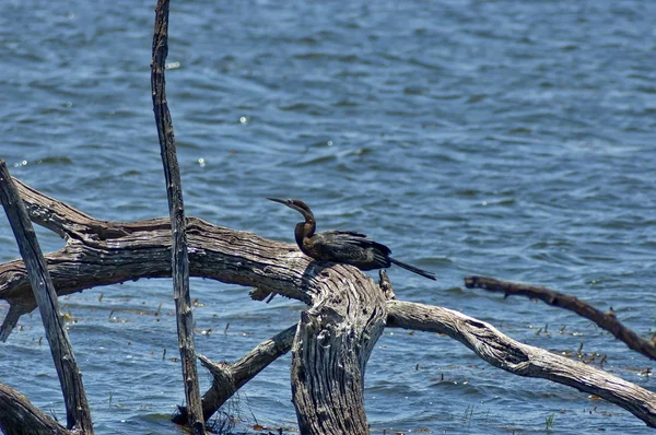Afrika Pasifik'ten oğlan veya snakebird — Stok fotoğraf