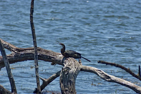 Darter africano o uccello serpente — Foto Stock