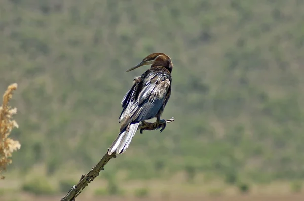 Fisherbirds 在兰斯堡国家公园 — 图库照片