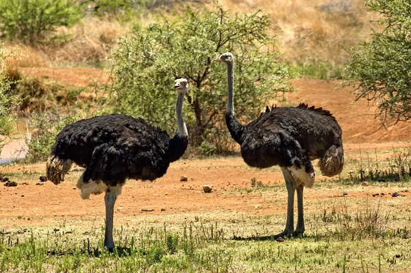 Devekuşu (struthio camelus) pilanesberg Ulusal Parkı — Stok fotoğraf