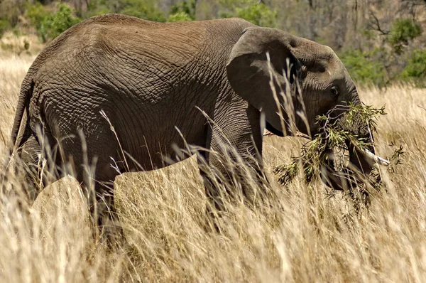 African elephant in Pilanesberg National Park — Stock Photo, Image