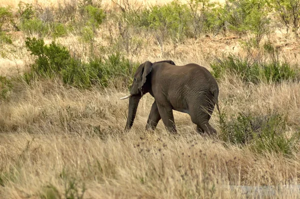 African elephant in Pilanesberg National Park — Stock Photo, Image