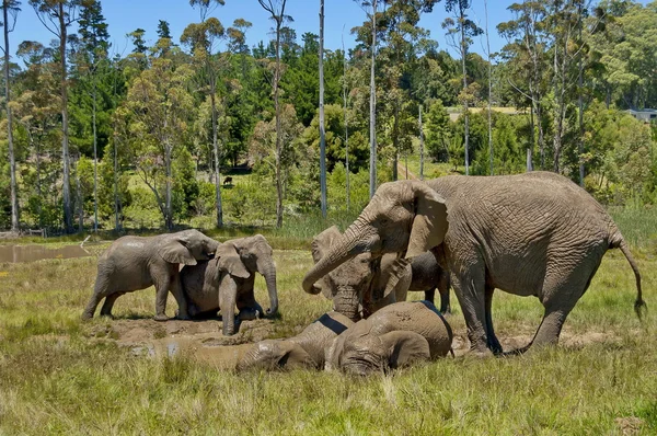 Elephants make mud bath in Chapel &Lapa reserve — Stock Photo, Image