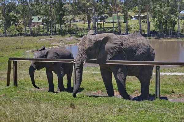 Elephants await eats in Chapel & Lapa reserve — Stock Photo, Image