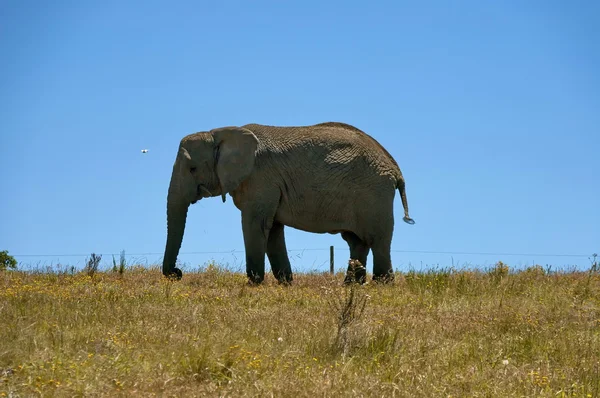 African elephant at blue sky background — Stock Photo, Image