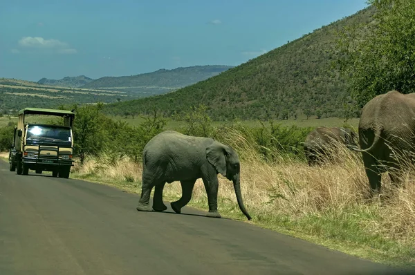 Baby elephant cut off the road in Pilanesberg National Park — Stock Photo, Image