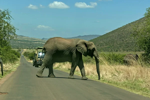 African elephant cut off the road in Pilanesberg National Park — Stock Photo, Image