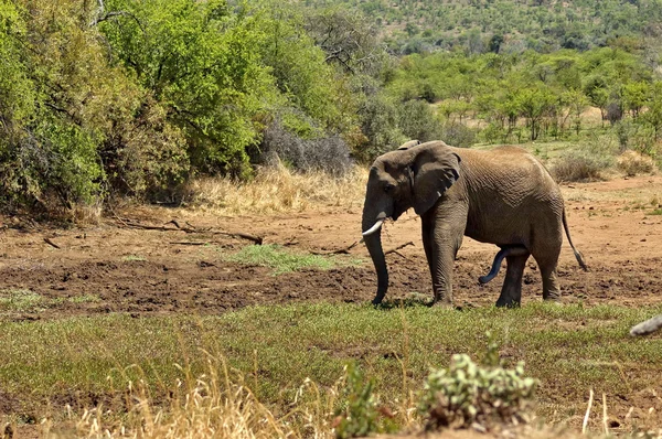 African elephant in Pilanesberg National Park — Stock Photo, Image