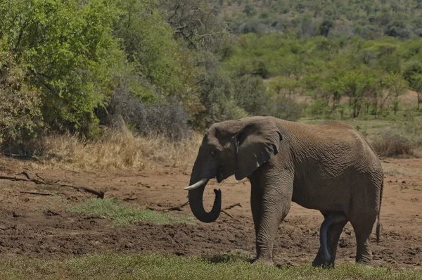 African elephant in Pilanesberg National Park — Stock Photo, Image
