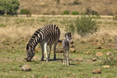 Zebra Barajı ve genç zebra yavru