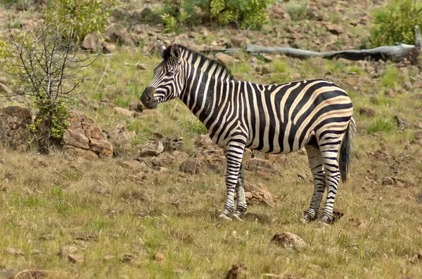 Burchell-Zebra — Stockfoto