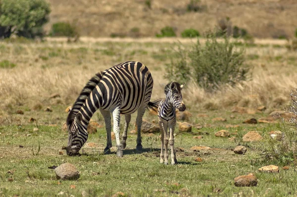 Barragem de zebra e potro de zebra jovem — Fotografia de Stock