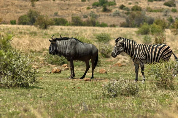 African blue wildebeest and zebra — Stock Photo, Image
