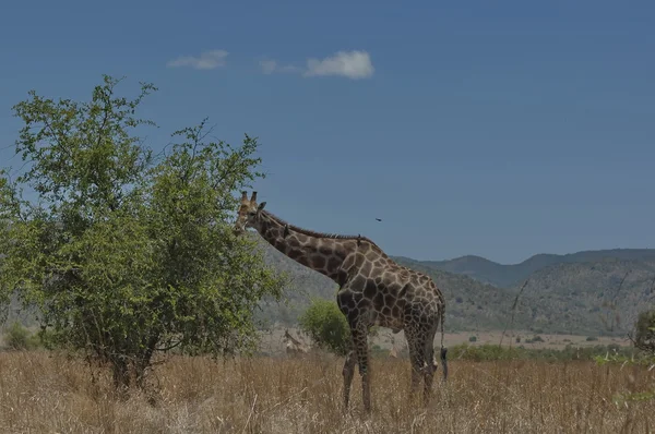 Żyrafa w pilanesberg national park — Zdjęcie stockowe