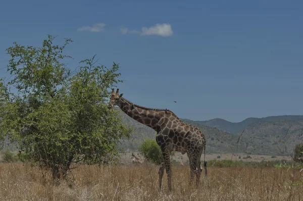 Žirafa v pilanesberg national park — Stock fotografie