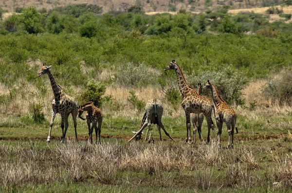 Group of giraffes — Stock Photo, Image