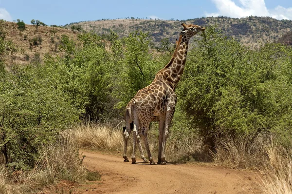 Žirafa v pilanesberg national park — Stock fotografie
